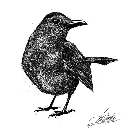 FLORIDA.CATBIRD